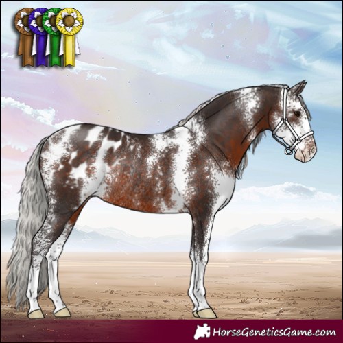 Horse Color:Silver Brown Sabino Blanket Rabicano 