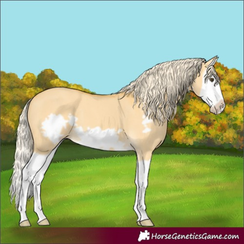 Horse Color:Palomino Dun Splash Frame