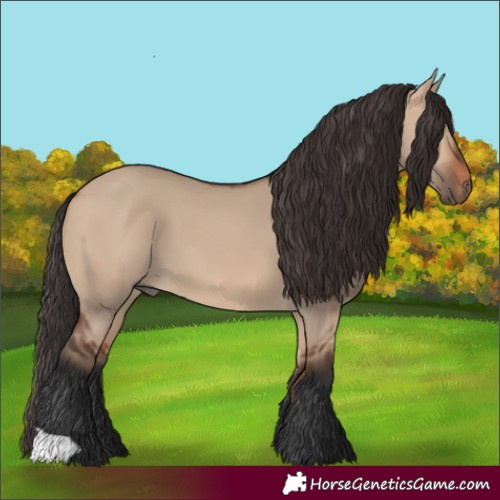 Horse Color:Bay Dun 