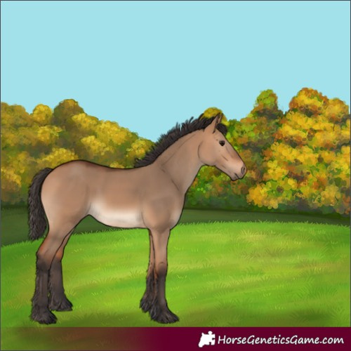 Horse Color:Bay Dun 
