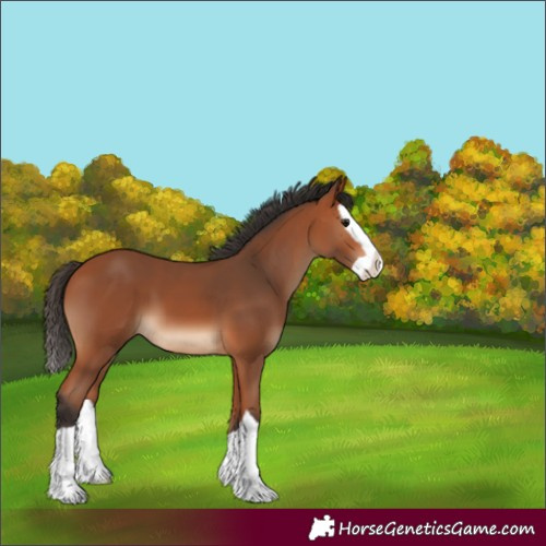 Horse Color:Bay Splash 