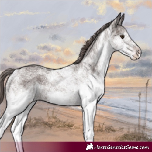 Horse Color:White Spotted Liver Chestnut 