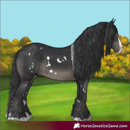 Horse Color:White Spotted Black Splash 