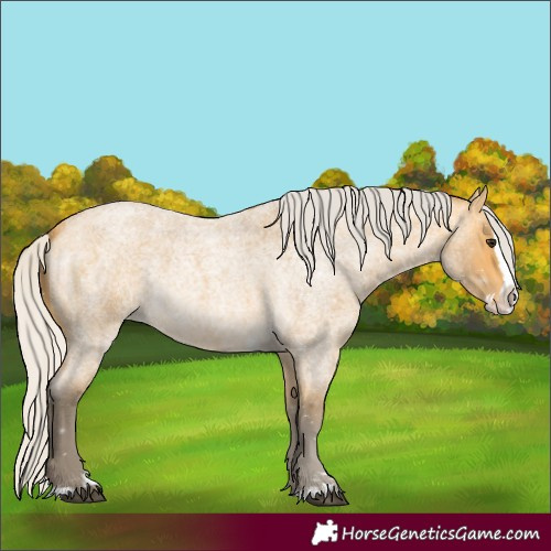Horse Color:Silver Buckskin Roan Splash 