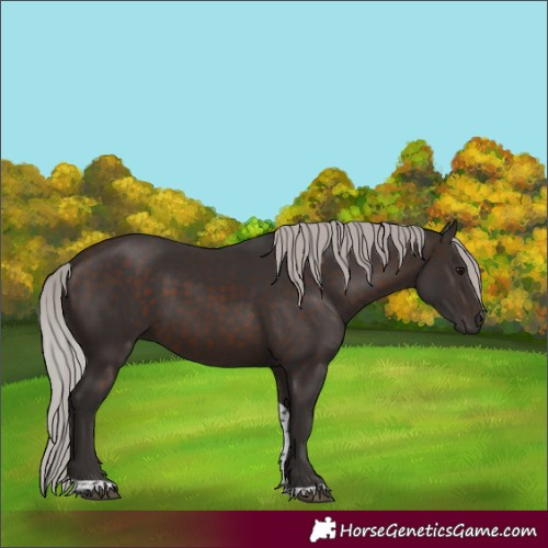 Horse Color:Silver Brown Tobiano 