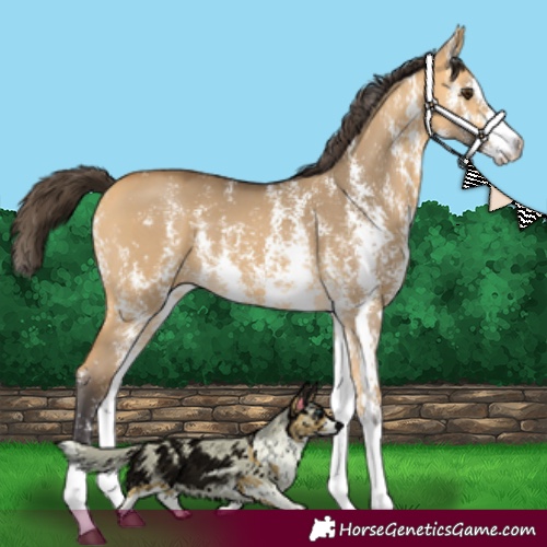 Horse Color:Buckskin Dun Sabino 