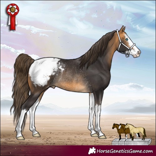 Horse Color:Buckskin Splash Snowcap Rabicano 