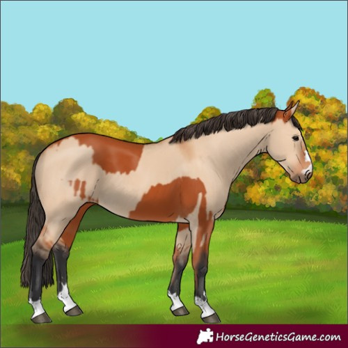 Horse Color:Bay and Bay Dun