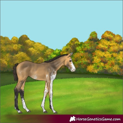 Horse Color:Buckskin Sabino Rabicano