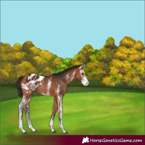 Horse Color:Bay Sabino Blanket Rabicano