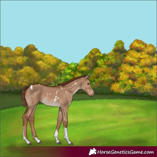 Horse Color:White Spotted Red Dun Tobiano Rabicano
