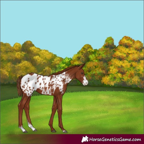 Horse Color:Chestnut Sabino Blanket 