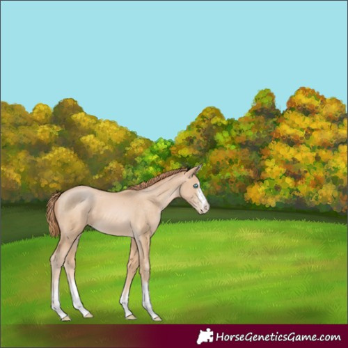 Horse Color:Buckskin Pearl 