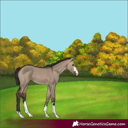 Horse Color:Bay Dun 
