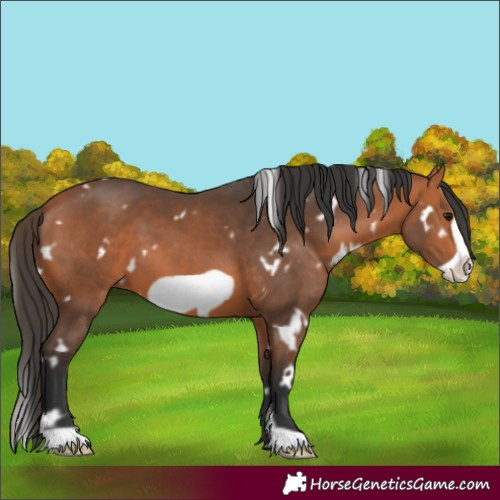 Horse Color:White Spotted Bay Frame 