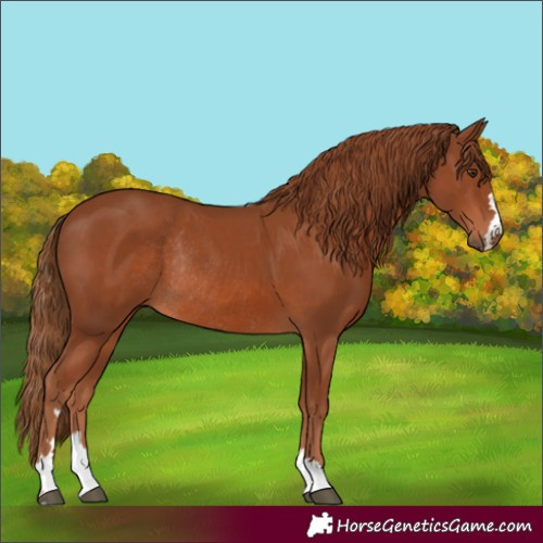 Horse Color:Chestnut Rabicano