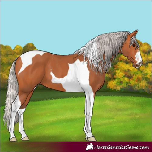 Horse Color:Silver Bay Tobiano
