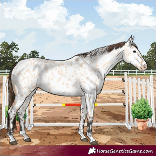 Horse Color:Bay Dun Near Leopard 