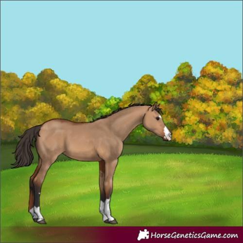 Horse Color:Bay Dun 