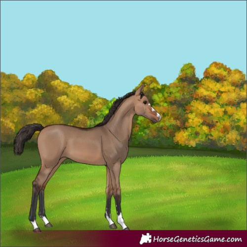 Horse Color:Bay Dun 