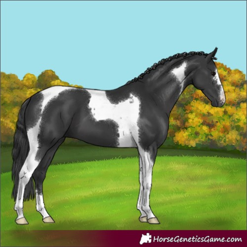 Horse Color:Black Tobiano 