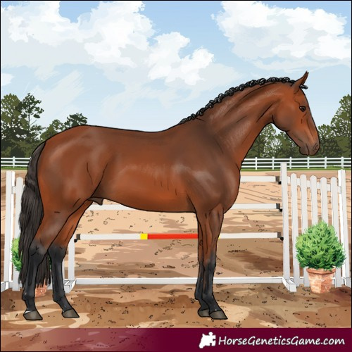 Horse Color:Bay 
