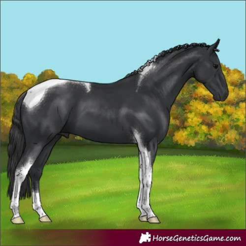 Horse Color:Black Tobiano