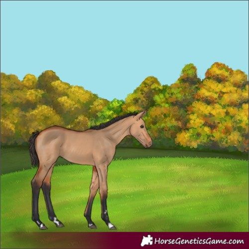 Horse Color:Bay Dun 
