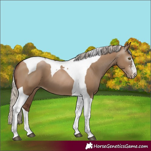 Horse Color:Gray Silver Grullo Pearl Tobiano