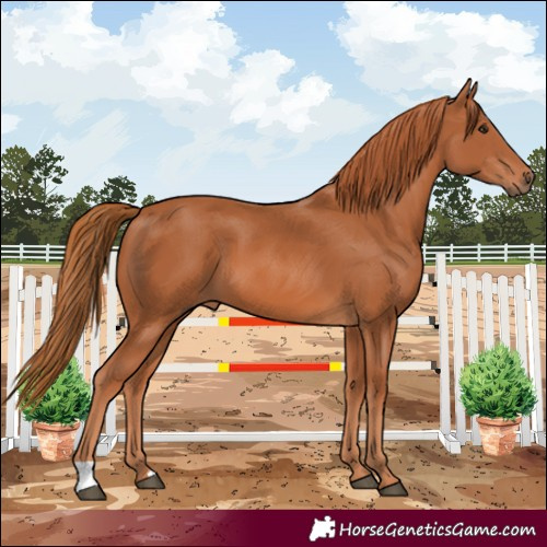 Horse Color:Chestnut 