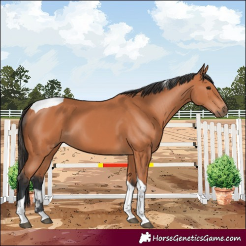 Horse Color:Bay Tobiano 
