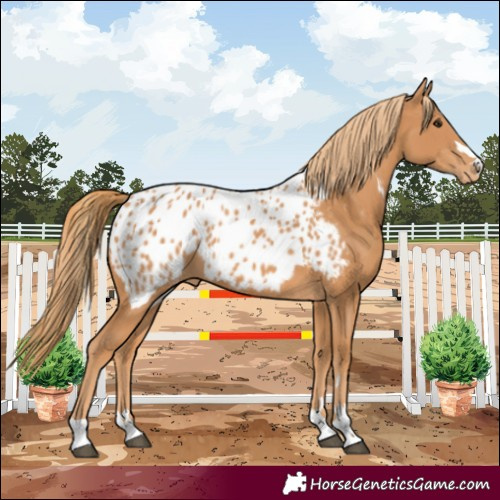 Horse Color:Chestnut Near Leopard 