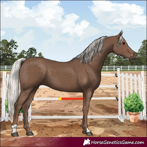 Horse Color:Silver Black