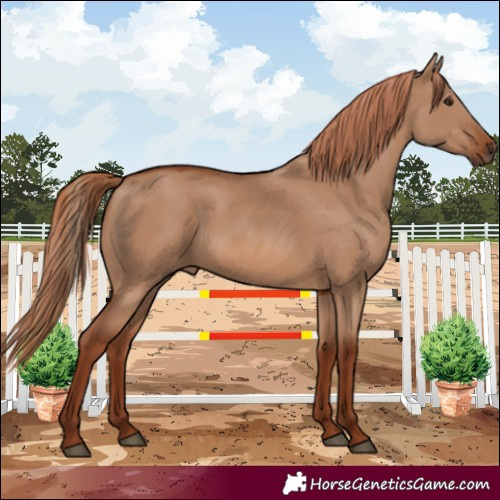 Horse Color:Red Dun