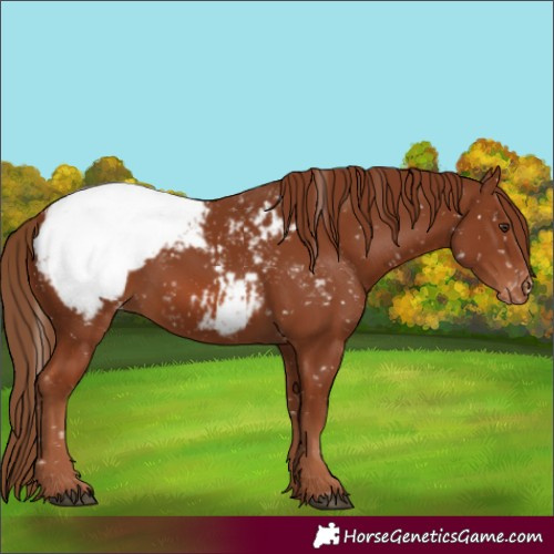 Horse Color:Chestnut Snowcap 