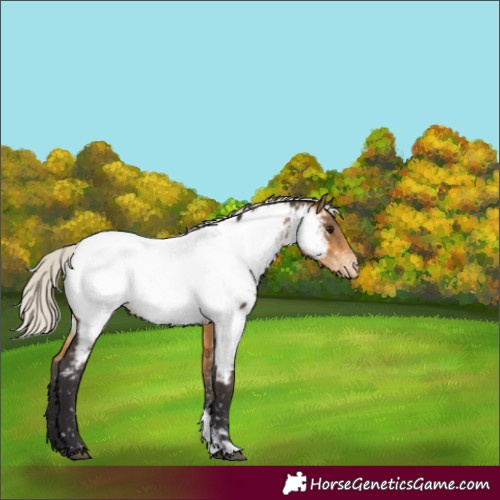 Horse Color:Silver Buckskin Sabino Near Fewspot