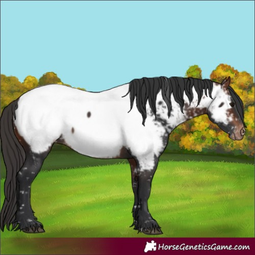 Horse Color:Bay Near Fewspot
