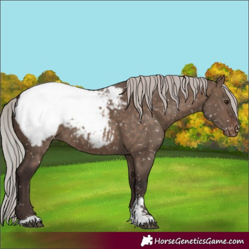 Horse Color:Silver Brown Dun Sabino Snowcap 