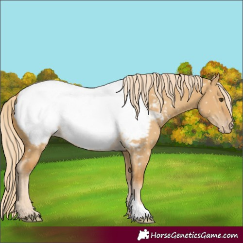 Horse Color:Palomino Dun Near Fewspot