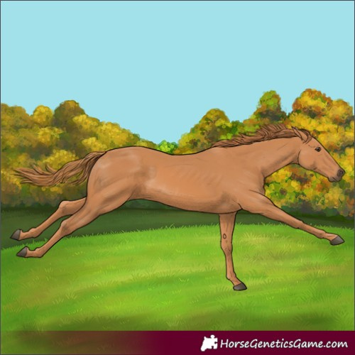 Horse Color:Unknown 