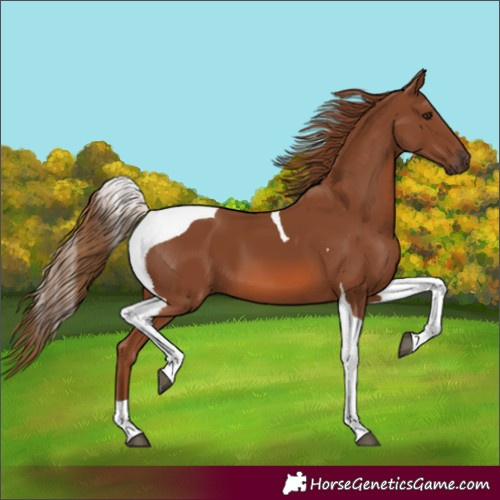 Horse Color:Unknown 