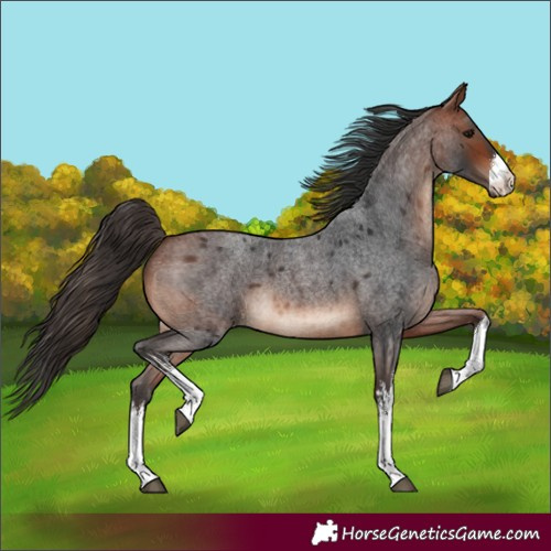 Horse Color:Unknown 