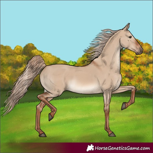 Horse Color:White Spotted Red Dun