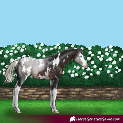 Horse Color:Gray White Spotted Silver Bay Sabino Splash Rabicano