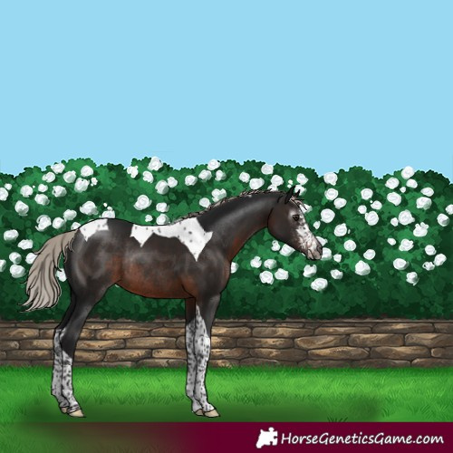 Horse Color:Gray Silver Bay Sabino Tobiano Rabicano 