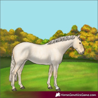 Horse Color:Palomino Roan Dun 