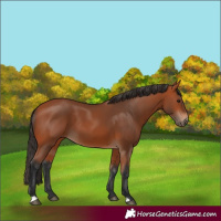 Horse Color:Bay 
