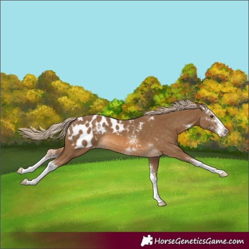 Horse Color:Chocolate Palomino Sabino Blanket 