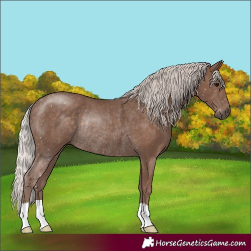 Horse Color:Silver Black Rabicano