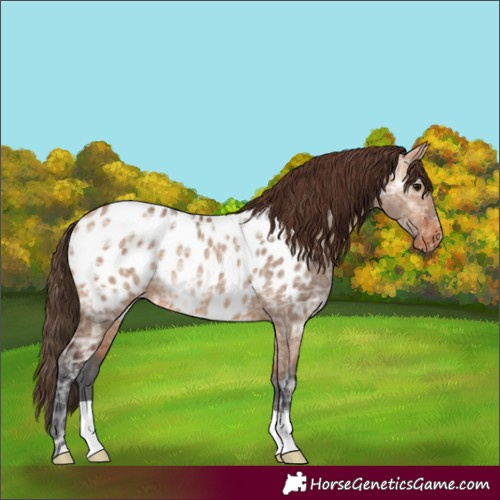 Horse Color:Bay Ice Dun Blanket Rabicano